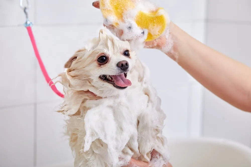A happy dog being groomed like a pro in a sink with bubbles