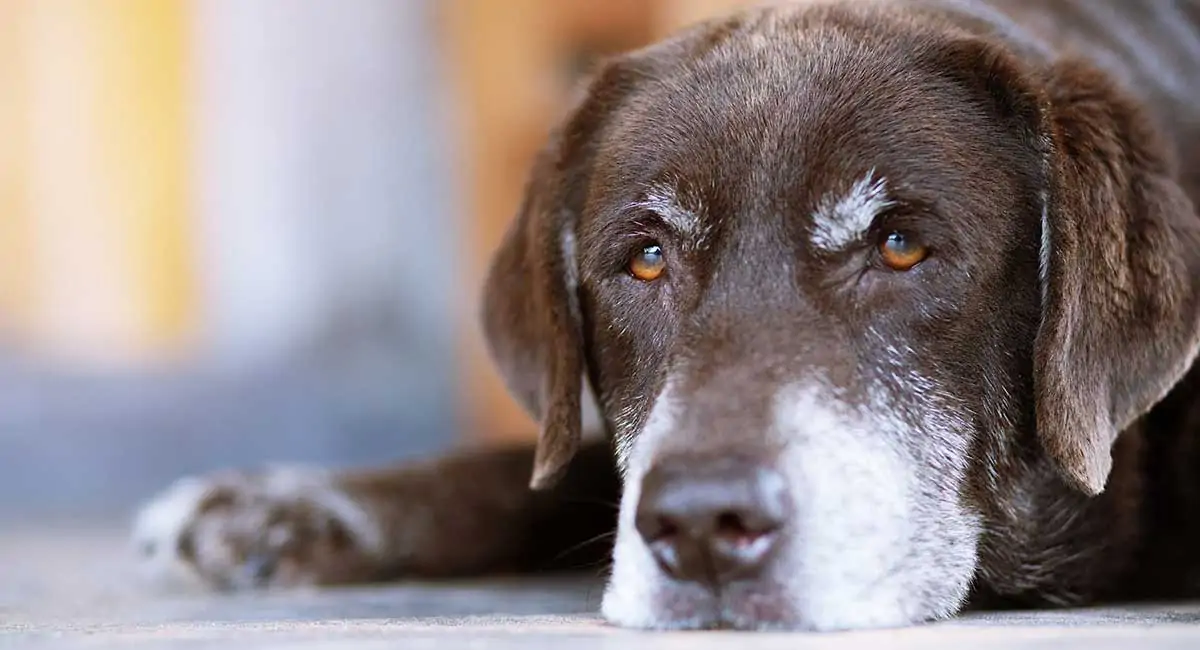 Old dog with grey muzzle and possible laryngeal paralysis