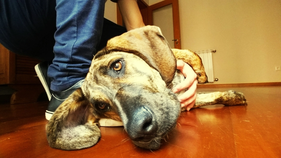 Sick and stressed dog laying down with owner soothing them