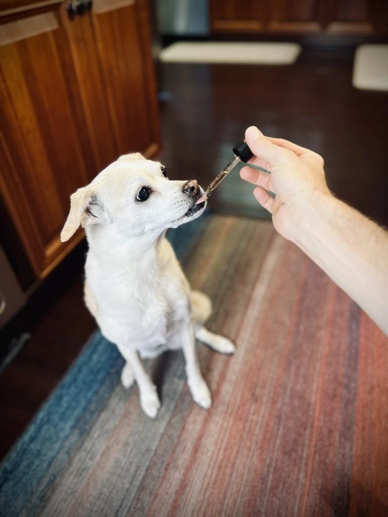 It is important to give the right dosage of CBD to dogs